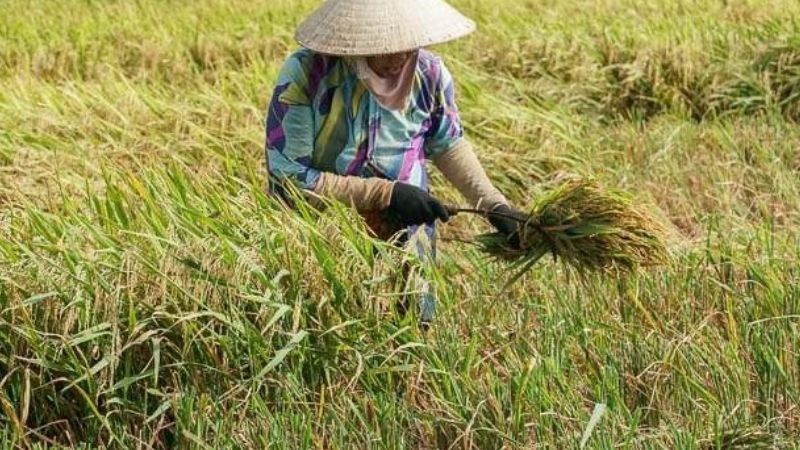 Nằm Mơ Thấy Cắt Lúa Đánh Số Gì?