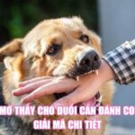 Nằm Mơ Thấy Chó Đuổi Cắn Đánh Con Gì? Giải Mã Chi Tiết