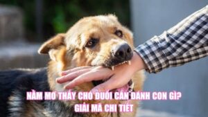 Nằm Mơ Thấy Cua Đánh Số Gì? Là Điềm May Hay Xui Rủi