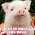 Nằm Mơ Thấy Heo Con Đánh Số Gì? Giải Mã Ý Nghĩa, Vận May