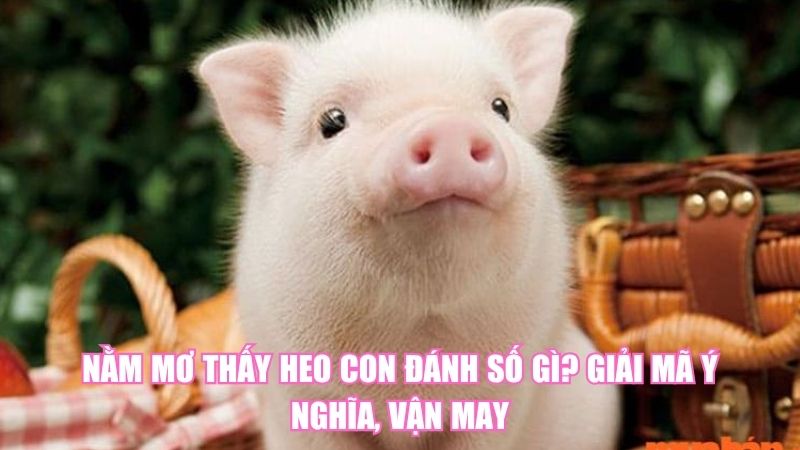 Nằm Mơ Thấy Heo Con Đánh Số Gì? Giải Mã Ý Nghĩa, Vận May
