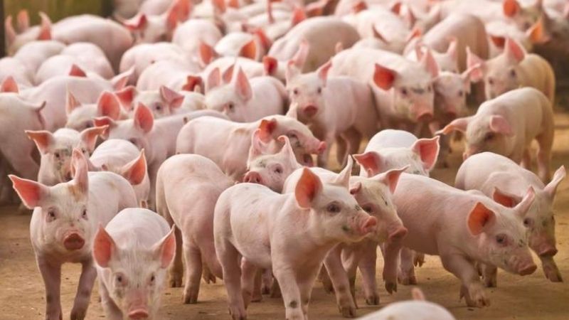 Nằm mơ thấy heo con đánh số gì?