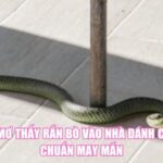 Nằm Mơ Thấy Rắn Bò Vào Nhà Đánh Con Gì Chuẩn May Mắn