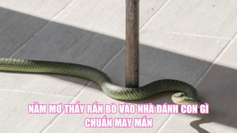 Nằm Mơ Thấy Rắn Bò Vào Nhà Đánh Con Gì Chuẩn May Mắn