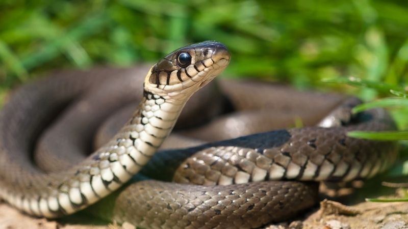 Nằm Mơ Thấy Rắn Bò Vào Nhà Đánh Con Gì? 