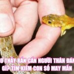 Nằm Mơ Thấy Rắn Cắn Người Thân Đánh Con Gì? Tìm Số May Mắn