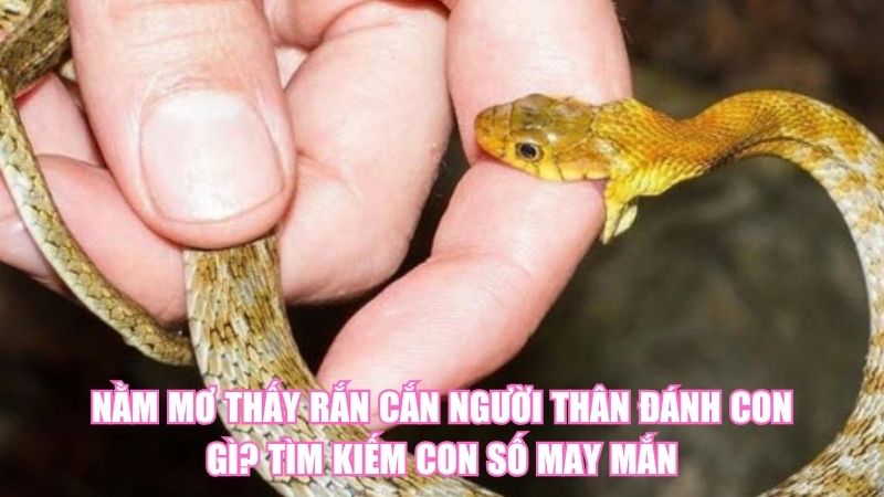 Nằm Mơ Thấy Rắn Cắn Người Thân Đánh Con Gì? Tìm Số May Mắn