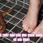 Nằm Mơ Thấy Rắn Cắn Vào Chân Đánh Con Gì Để Đổi Vận?