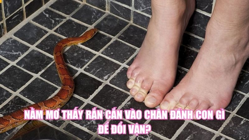 Nằm Mơ Thấy Rắn Cắn Vào Chân Đánh Con Gì Để Đổi Vận?