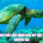 Nằm Mơ Thấy Rùa Đánh Con Gì? Bật Mí Từ Chuyên Gia
