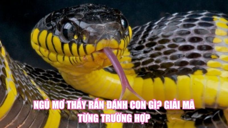Ngủ Mơ Thấy Rắn Đánh Con Gì? Giải Mã Từng Trường Hợp
