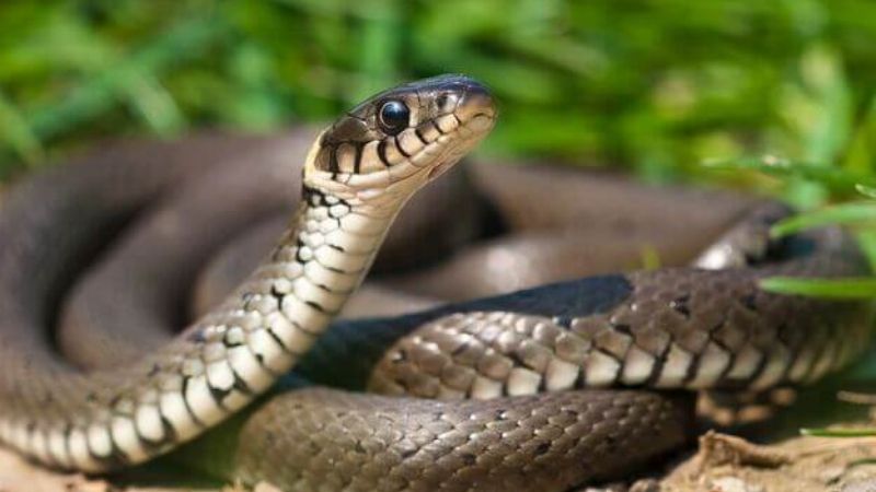 Ngủ Mơ Thấy Rắn Đánh Con Gì Theo Từng Trường Hợp