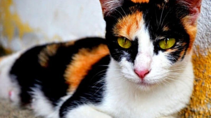Nguồn gốc quan niệm về mèo tam thể