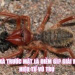 Nhện Xà Trước Mặt Là Điềm Gì? Giải Mã Tín Hiệu Từ Vũ Trụ