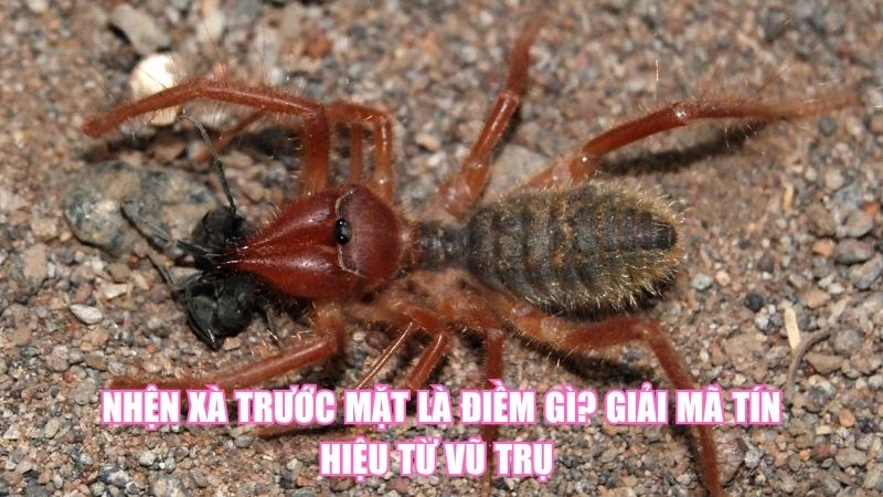 Nhện Xà Trước Mặt Là Điềm Gì? Giải Mã Tín Hiệu Từ Vũ Trụ