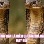 Nhìn Thấy Rắn Là Điềm Gì? Giải Mã Dấu Hiệu May Rủi