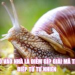 Ốc Bò Vào Nhà Là Điềm Gì? Giải Mã Thông Điệp Từ Tự Nhiên