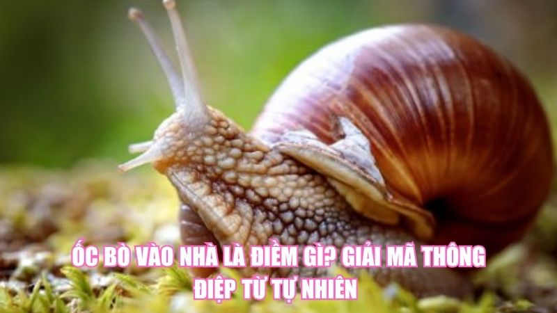 Ốc Bò Vào Nhà Là Điềm Gì? Giải Mã Thông Điệp Từ Tự Nhiên