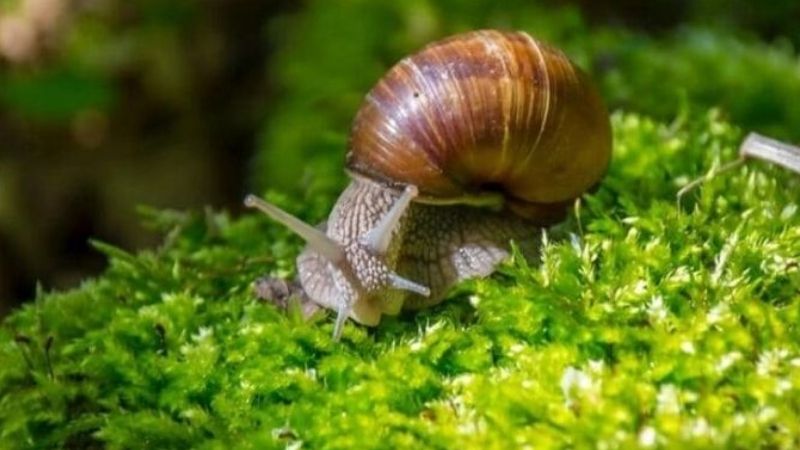 Ốc bò vào nhà là điềm gì?