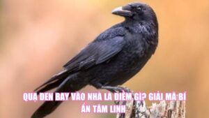 Quạ Đen Bay Vào Nhà Là Điềm Gì? Giải Mã Bí Ẩn Tâm Linh