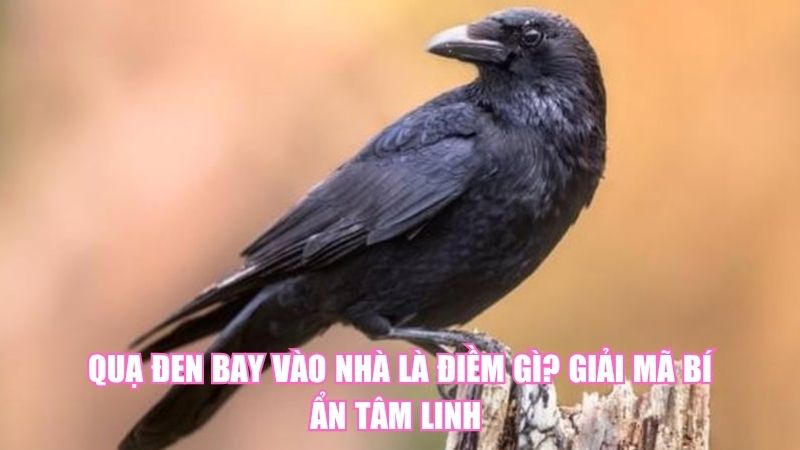 Quạ Đen Bay Vào Nhà Là Điềm Gì? Giải Mã Bí Ẩn Tâm Linh