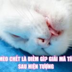 Thấy Mèo Chết Là Điềm Gì? Giải Mã Tín Hiệu Sau Hiện Tượng