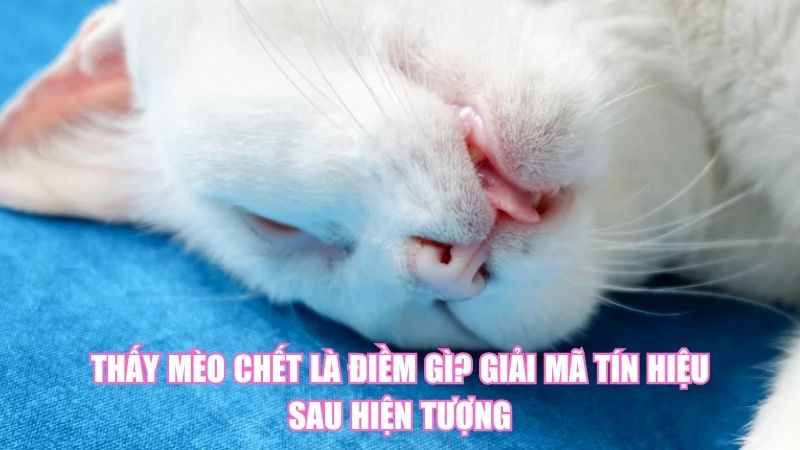 Thấy Mèo Chết Là Điềm Gì? Giải Mã Tín Hiệu Sau Hiện Tượng