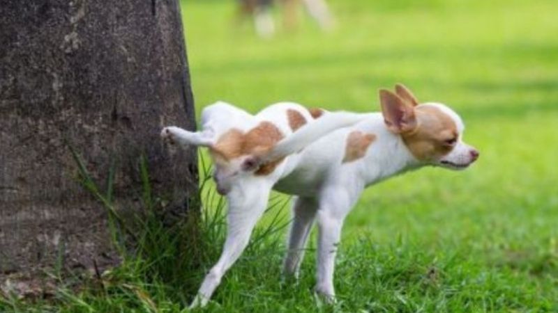 Chó Đái Vào Người Là Điềm Gì Theo Văn Hóa Và Tín Ngưỡng?