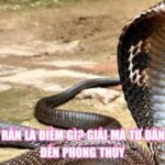 Thấy Rắn Là Điềm Gì? Giải Mã Từ Dân Gian Đến Phong Thủy