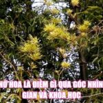Tre Nở Hoa Là Điềm Gì Qua Góc Nhìn Dân Gian Và Khoa Học