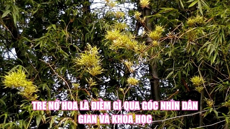 Tre Nở Hoa Là Điềm Gì Qua Góc Nhìn Dân Gian Và Khoa Học