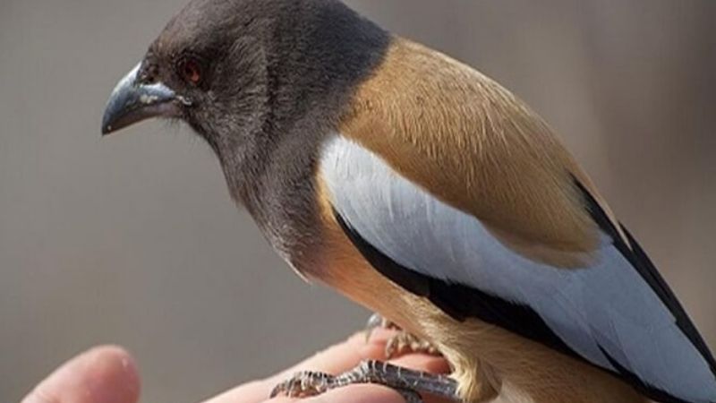 Ý Nghĩa Câu Nói Dân Gian “Chim Sa Cá Nhảy”