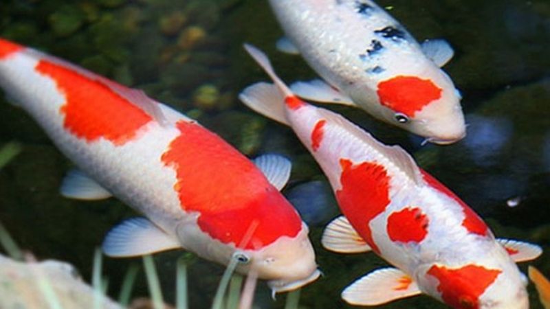 Ý nghĩa chung của giấc mơ thấy cá bơi trong nước