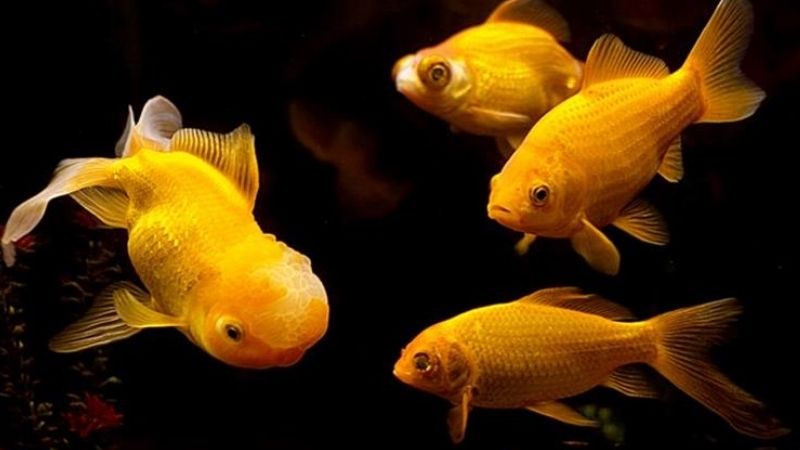 Ý nghĩa chung của giấc mơ thấy cá