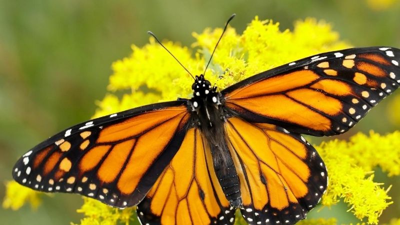 Ý nghĩa chung của hiện tượng bướm vàng bay vào nhà