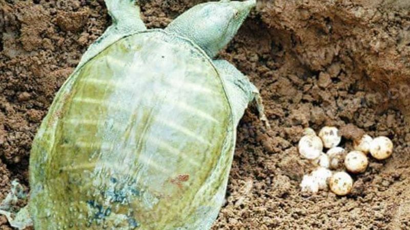 Ý Nghĩa Chung Của Việc Mơ Thấy Ba Ba