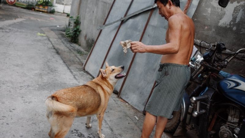 Ý nghĩa chung khi chó đi theo bạn