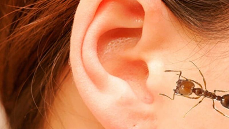 Ý nghĩa chung khi kiến bò lên người