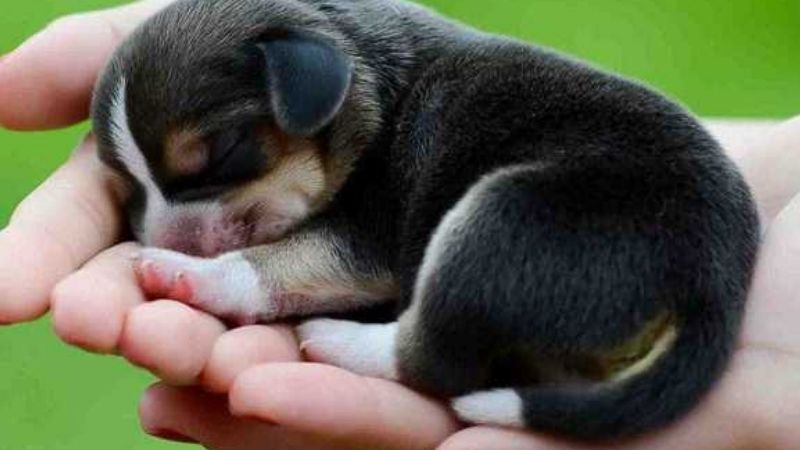 Ý Nghĩa Chung Khi Mơ Thấy Chó Con