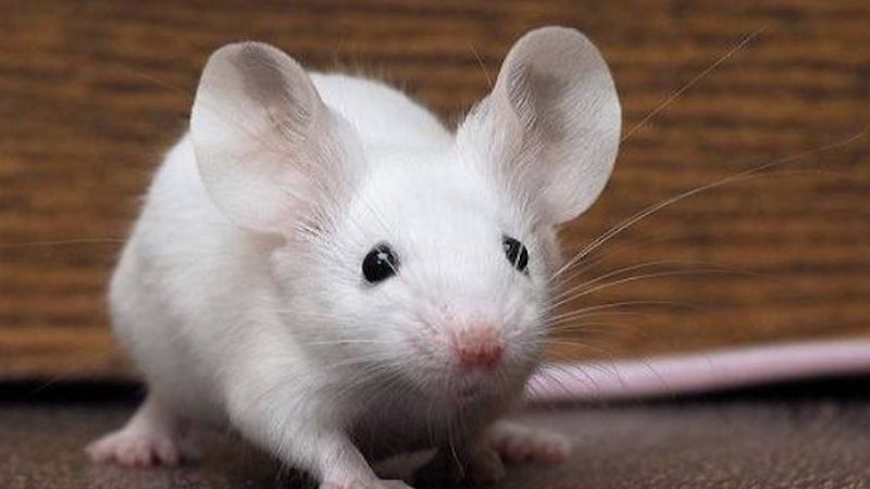 Ý nghĩa chung khi mơ thấy chuột