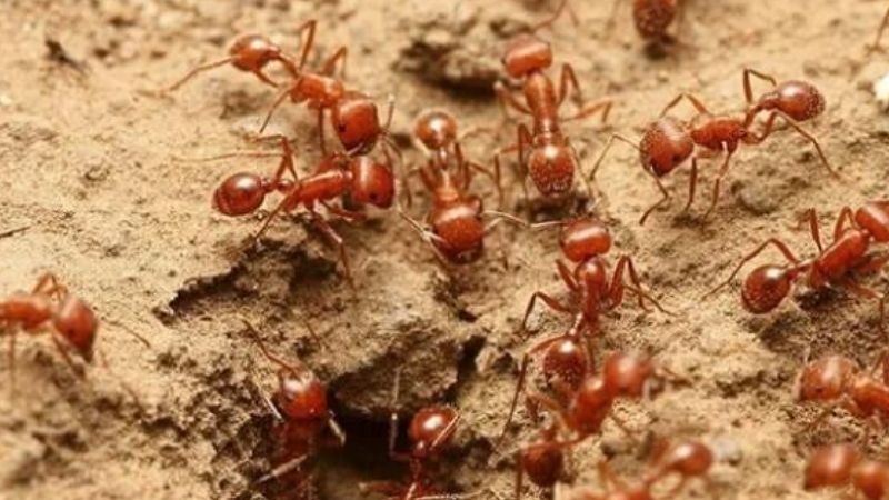 Ý nghĩa chung khi mơ thấy kiến