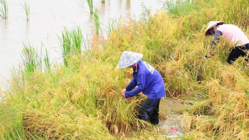 Ý Nghĩa Chung Khi Nằm Mơ Thấy Cắt Lúa