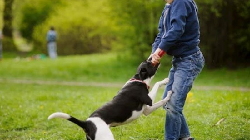 Ý Nghĩa Chung Khi Nằm Mơ Thấy Chó Đuổi Cắn