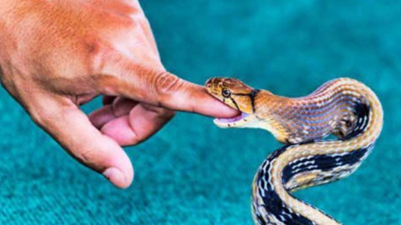 Ý nghĩa chung khi nằm mơ thấy rắn cắn người thân