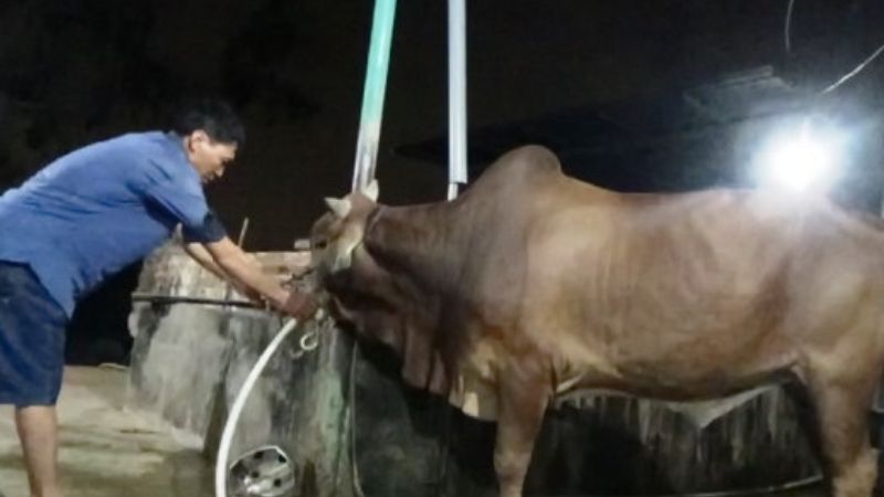 Ý Nghĩa Giấc Mơ Thấy Giết Trâu Dưới Góc Nhìn Văn Hóa Việt