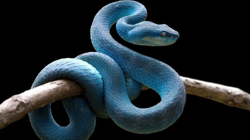 Ý Nghĩa Chung Khi Ngủ Mơ Thấy Rắn