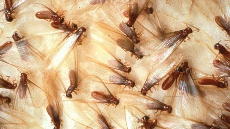 Ý Nghĩa Tâm Linh: Mối Bay Vào Nhà Là Điềm Gì?