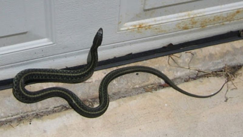 Ý Nghĩa Tổng Quan Khi Mơ Thấy Rắn Bò Vào Nhà