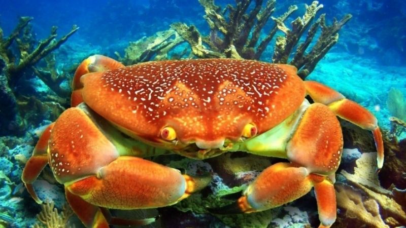 Ý Nghĩa Tổng Quan Khi Nằm Mơ Thấy Cua