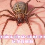 Bị Nhện Cắn Là Điềm Gì? Giải Mã Tín Hiệu Bí Ẩn Từ Tự Nhiên